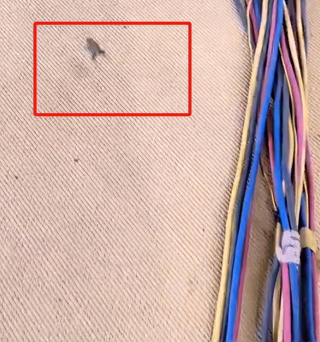 乒乓球(qiú)亚锦赛变荒野求生比赛场地惊現(xiàn)青蛙？現(xiàn)场環(huán)境(jìng)令人担忧